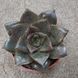 Эхеверия пурпусорум (Echeveria purpusorum)  д5.5  2023 фото 4