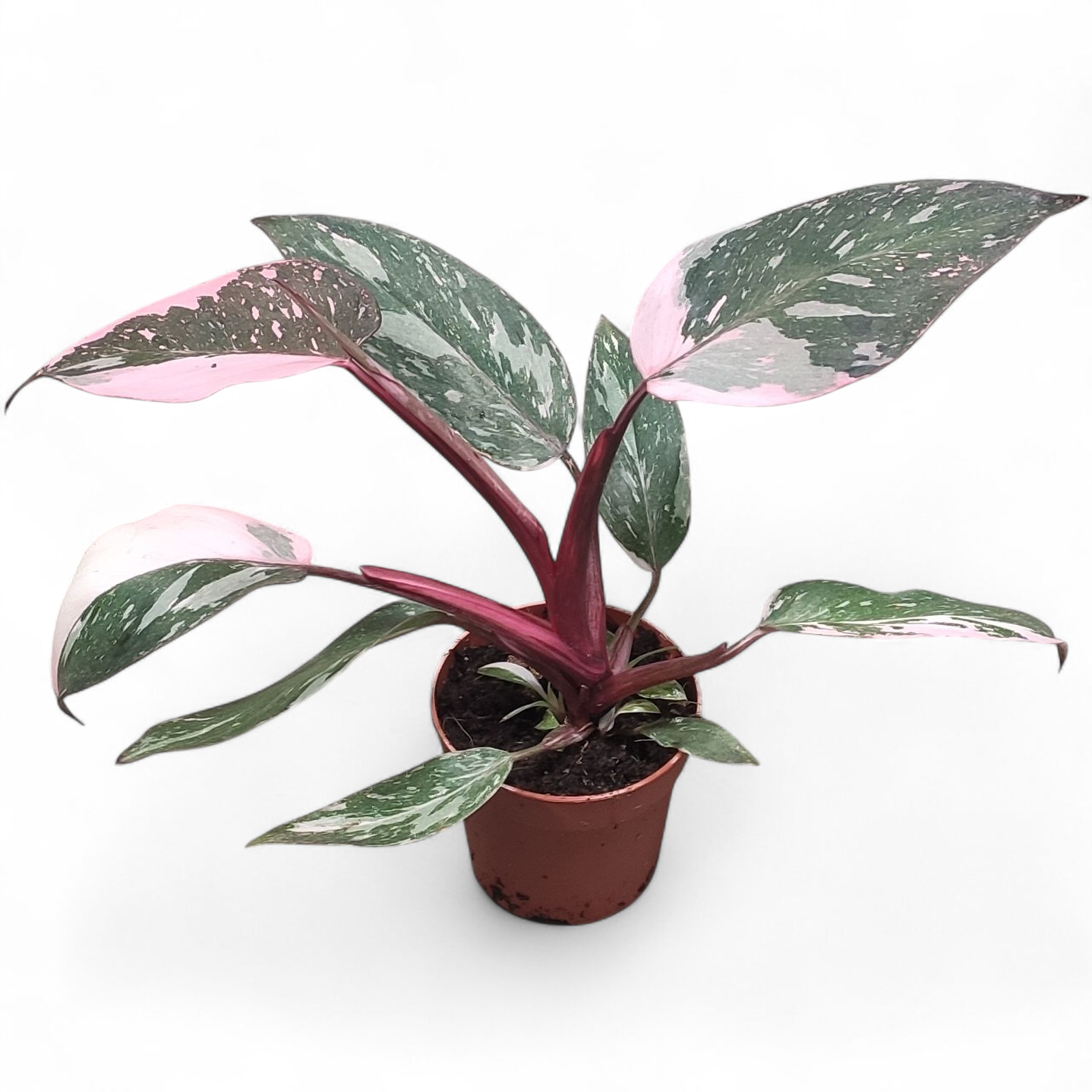 Купить Филодендрон Пинк Принцесс (Philodendron 'Pink Princess') д7