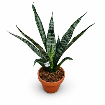 Сансевиерия Эверест (Sansevieria &lsquo;Everest&rsquo;) д8 3354 фото