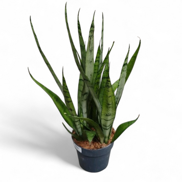 Сансев'єрія Сільвер Принцес (Sansevieria &lsquo;Silver Princess&rsquo; / Dracaena) д14 3123 фото