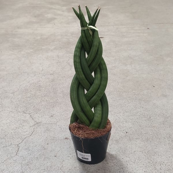 Сансев'єрія циліндрична плетена (Sansevieria cylindrica 'Spiral') д9 2182 фото
