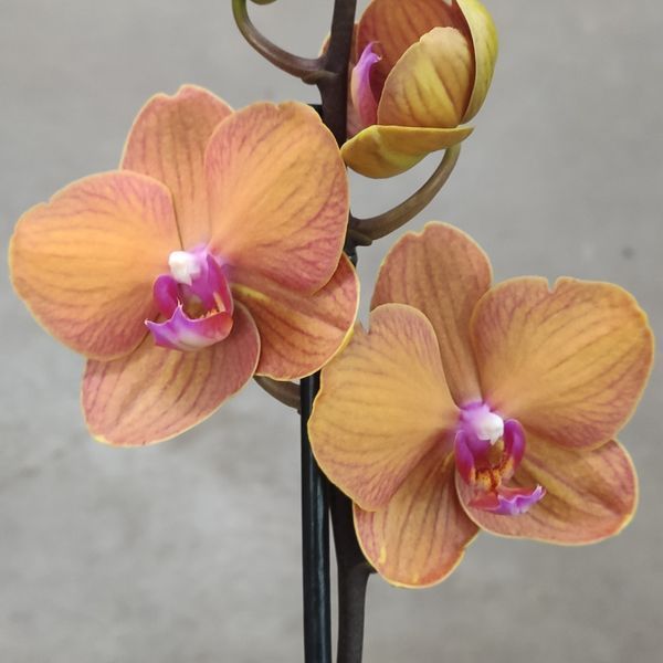 Фаленопсис Decorum 834 фото