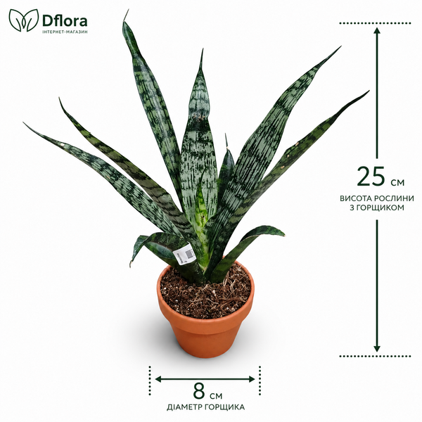 Сансевиерия Эверест (Sansevieria &lsquo;Everest&rsquo;) д8 3354 фото