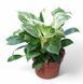 Філодендрон Біркін (Philodendron Birkin)  д12 28 фото 1