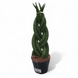 Сансев'єрія циліндрична плетена (Sansevieria cylindrica 'Spiral') д9 2182 фото 1