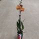 Фаленопсис Decorum 834 фото 3