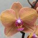 Фаленопсис Decorum 834 фото 1