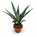 Сансевиерия Эверест (Sansevieria &lsquo;Everest&rsquo;) д8 3354 фото 1