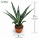 Сансевиерия Эверест (Sansevieria &lsquo;Everest&rsquo;) д8 3354 фото 2