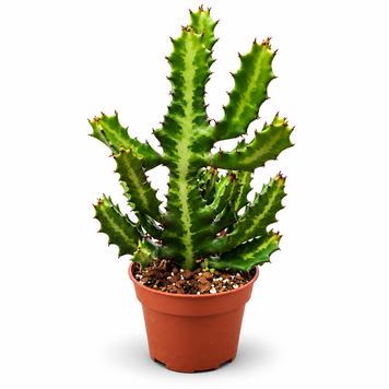 уфорбия Лактея Мармората (Euphorbia lactea &lsquo;Marmorata&rsquo;) д12 3509 фото