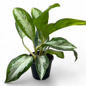 Аглаонема Джублі (Aglaonema &lsquo;Jubilee&rsquo;) д14 3032 фото