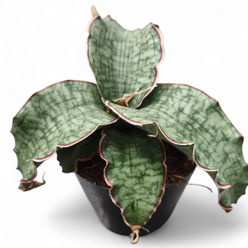Сансев'єрія Кіркі Сільвер Блю (Sansevieria kirkii &lsquo;Silver Blue&rsquo; / Dracaena) д10 3124 фото