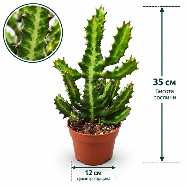 уфорбия Лактея Мармората (Euphorbia lactea &lsquo;Marmorata&rsquo;) д12 3509 фото