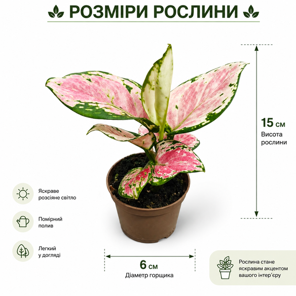 Аглаонема Пінк Проміс (Aglaonema &lsquo;Pink Promise&rsquo;) д6 3403 фото