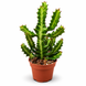 уфорбия Лактея Мармората (Euphorbia lactea &lsquo;Marmorata&rsquo;) д12 3509 фото 1