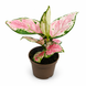 Аглаонема Пінк Проміс (Aglaonema &lsquo;Pink Promise&rsquo;) д6 3403 фото 1