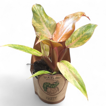 Філодендрон Оранж Мармелад (Philodendron Orange Marmalade) д11 2831 фото