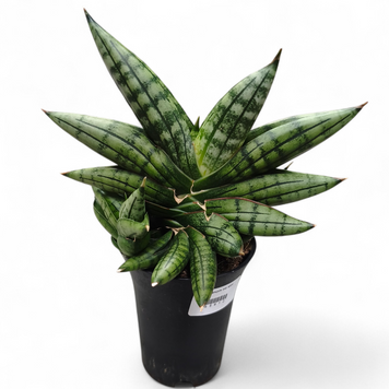 Сансев'єрія Інті (Sansevieria &lsquo;Inti&rsquo; / Dracaena) д7 3125 фото