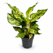 Аглаонема Пістачіо Пінк (Aglaonema &lsquo;Pistachio Pink&rsquo;) д12 3405 фото 1