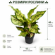 Аглаонема Пістачіо Пінк (Aglaonema &lsquo;Pistachio Pink&rsquo;) д12 3405 фото 2