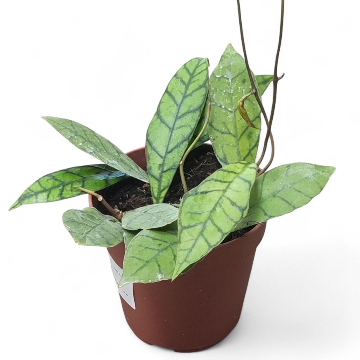 Хойя Калістофіла — купити Hoya Callistophylla | dflora.com.ua