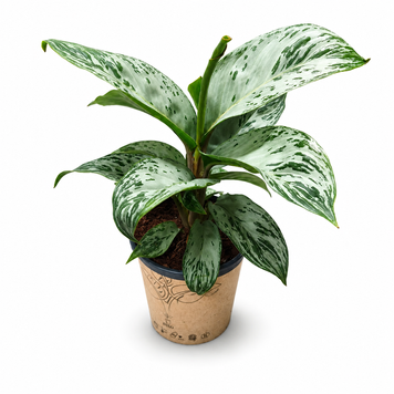 Аглаонема Сильвер Бей (Aglaonema &lsquo;Silver Bay&rsquo;) д12 3406 фото