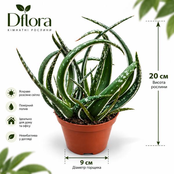 Алое Маібу (Aloe &lsquo;Maibu&rsquo;) д9 3466 фото