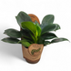 Филодендрон Грин Принцес (Philodendron 'Green Princess') д11 31 фото 1