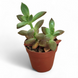 Седум (Sedum) 5.5 2235 фото 2