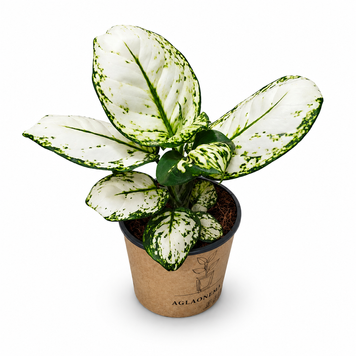 Аглаонема Супер Вайт (Aglaonema &lsquo;Super White&rsquo;) д12 3407 фото