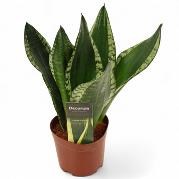 Сансев'єрія Сільвер Флейм (Sansevieria &lsquo;Silver Flame) д12 3130 фото