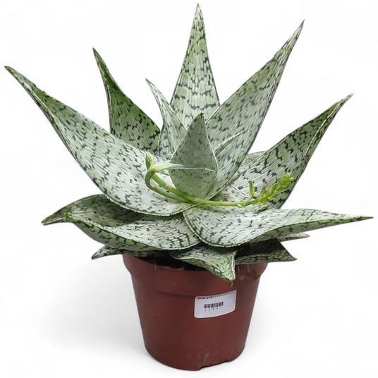 aloe near me Desktop Aloe Delivered Tomorrow In NYC, NJ, CT, Boston, Providence,  Washington DC, Baltimore, Philadelphia, Princeton, Long Island, and Upstate  NY By Dahing Plants