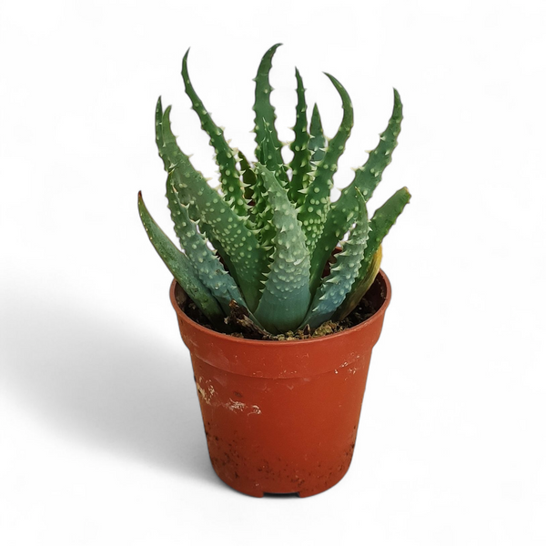 Алое хумилис (Aloe humilis) д5.5 copy_286 фото