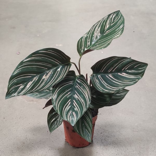 Калатея Сандериана (Calathea sanderiana) д7 03 фото