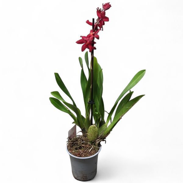 Орхідея Камбрія (Cymbidium) 2578 фото