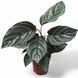 Калатея Сандериана (Calathea sanderiana) д7 03 фото 1