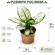 Аглаонема Супер Вайт (Aglaonema &lsquo;Super White&rsquo;) д12 3407 фото 2
