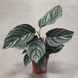 Калатея Сандериана (Calathea sanderiana) д7 03 фото 2