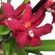 Орхідея Камбрія (Cymbidium) 2578 фото 1