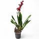 Орхідея Камбрія (Cymbidium) 2578 фото 2