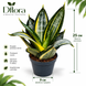 Сансев&rsquo;єрія Ханні Сільвер Зебра (Sansevieria &lsquo;Hahnii Silver Zebra&rsquo;) д9 3465 фото 2