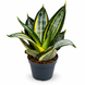Сансев&rsquo;єрія Ханні Сільвер Зебра (Sansevieria &lsquo;Hahnii Silver Zebra&rsquo;) д9 3465 фото 1