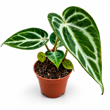 Антуриум Сильвер Буш (Anthurium Silver Blush) д6 1140 фото