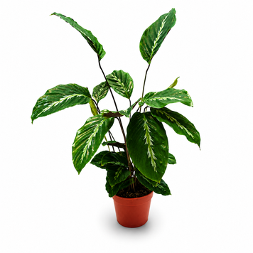 Калатея Мауї (Calathea 'Maui') д12 448 фото