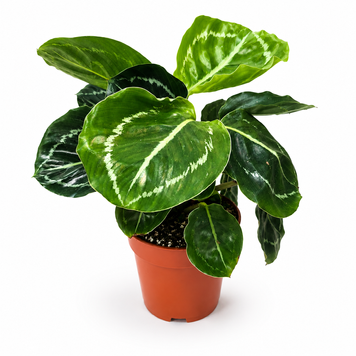 Калатея Розеопікта Грін (Calathea roseopicta 'Green') д7 3289 фото