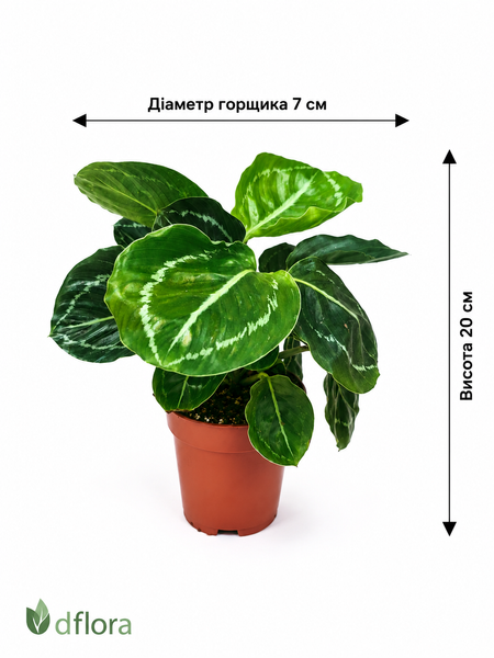 Калатея Розеопікта Грін (Calathea roseopicta 'Green') д7 3289 фото