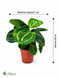 Калатея Розеопікта Грін (Calathea roseopicta 'Green') д7 3289 фото 2