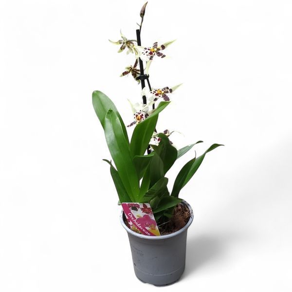 Орхидея Камбрия (Cymbidium) 2579 фото