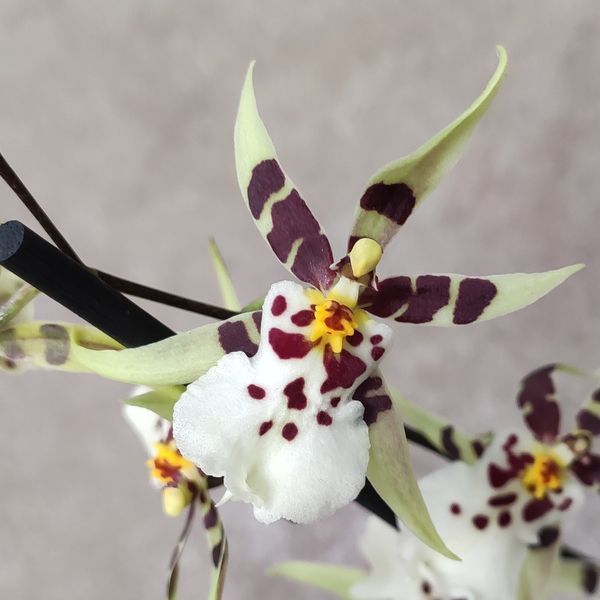 Орхидея Камбрия (Cymbidium) 2579 фото