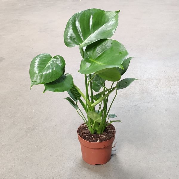 Монстера деликатесная (Monstera deliciosa)д12 263 фото